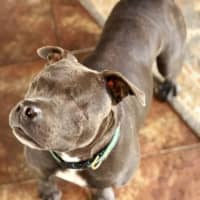 <p>Guinness, a former bait dog lost her eyes when acid was poured over them while a puppy. She is but one of many dogs available for adoption.</p>