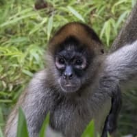 <p>On Thursday, July 28, Connecticut&#x27;s Beardsley Zoo announced the arrival of two female Black-handed spider monkeys.</p>