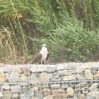 <p>An injured osprey was found at Seaside Park this week.</p>