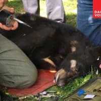 <p>Down safely, bear is tagged.</p>