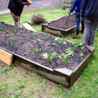 <p>The Bogota PTO refurbished the student garden on Saturday.</p>