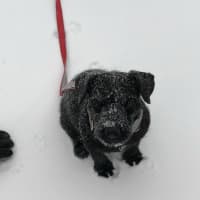 <p>Elly the Patterdale Terrier from Ridgewood loves the snow. She has been through the rescue system twice and finally found her fur-ever home with the Bolducs.</p>