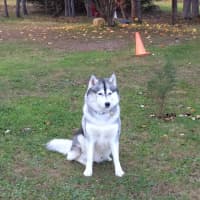 <p>Neve, a 4-year-old Siberian husky, was injured on Thanksgiving Day when he stepped into a spring-loaded animal trap at the Locust Grove Estate in the Town of Poughkeepsie. His owner, Irene Monck, said Neve is recovering from bruises to his paw.</p>