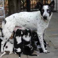 <p>You can vote for this dog by going to http://www.ny-petrescue.org</p>