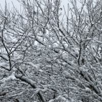 <p>Near the beginning of Wednesday&#x27;s snowfall in Suffern.</p>