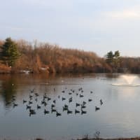 <p>Saddle River County Park, Otto C. Pehle area pond.</p>