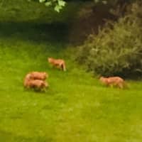 <p>A group of foxes has made themselves at home in North Salem.</p>