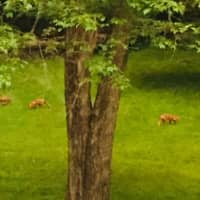 <p>The foxes at play in North Salem.</p>