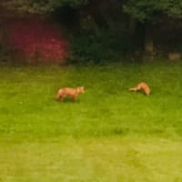 <p>Fox playing in a North Salem yard.</p>