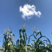 <p>The sky&#x27;s the limit for a Westchester farm-to-table business that just received a Mid-Hudson Regional Economic Development Council grant for its promising produce, free-range chickens and its Community Supported Agriculture (CSA).</p>