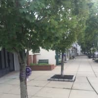 <p>Purple ribbons wrapped around trees on Main Street in Ridgefield.</p>