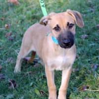 <p>Winnie is among the dogs recently transported to Westchester County by Pet Rescue from a &quot;high kill&quot; shelter in Louisiana. She is sister to Tweetie and Tinkerbelle, who also are up for adoption at 7 Harrison Ave. in Harrison.</p>