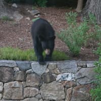 <p>A black bear was spotted in the yard of Bedford Corners resident Carla Bird.</p>