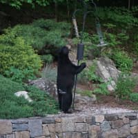 <p>A black bear was spotted in the yard of Bedford Corners resident Carla Bird.</p>