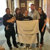 <p>Uber officials and Southern Paws pups spend time in Hoboken City Hall.</p>