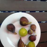 <p>Fig time!</p>