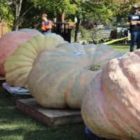 <p>Giant gourds lined up for the 2nd Annual Ridgefield Giant Pumpkin Weigh Off held annually at Ballard Park.</p>