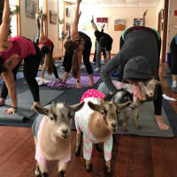 <p>Totes Goats, LLC is holding goat yoga classes at the New Weis Center for Education, Arts and Recreation in Ringwood.</p>