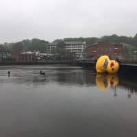 <p>It&#x27;s a miserable rainy May day, so why not stand in the Saugatuck River and untangle ropes on a giant duck?</p>