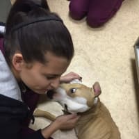 <p>Calista gives kisses to a Franklin Lakes Animal Hospital technician.</p>