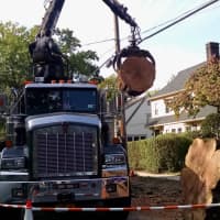<p>Workers remove the trunk of a diseased oak tree after cutting it down at a Chatsworth Avenue residence in Larchmont on Monday, Sept. 28.</p>