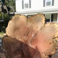 <p>This trunk belongs to the diseased tree estimated to be 250 years old.</p>