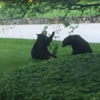 <p>A pair of bears outside a residence on Harris Road in Bedford Hills.</p>