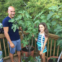 <p>Michael Fanelli with one of his daughters and his beloved fig trees.</p>
