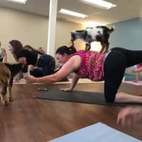 <p>Blue Lotus Yoga practitioners can&#x27;t get enough of goat yoga.</p>