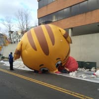 <p>Sadly, the huge balloons in the Stamford Thanksgiving parade were left tied down with sandbags on Sunday morning. It is too windy for the balloons to fly along the parade route.</p>
