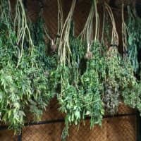 <p>Marijuana seized from an Aldine Avenue home January 30</p>