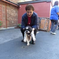 <p>Muppet was rescued from a home in Mamaroneck last year and required several surgeries. </p>