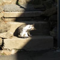 <p>Just a cat. Getting some sun. </p>