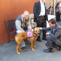 <p>New Rochelle Mayor Noam Bramson visiting with Sweetums, who was rescued by the Humane Society and is now a therapy dog.</p>