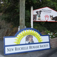 <p>The New Rochelle Human Society now has a new name at the same location.</p>