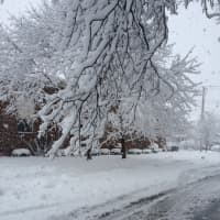 <p>Heavy, wet snow pulling branches down to just a few feet above the road on Bartram Avenue in Bridgeport.</p>