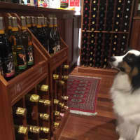 <p>&quot;Bear&quot; checks out Saturday&#x27;s wine inventory during Rye&#x27;s &quot;Partners with Pets&quot; at G.Griffin Wine &amp; Spirits, 498 Forest Ave. in Rye. The wine store was among two dozen that raised money for Harrison&#x27;s Pet Rescue.</p>