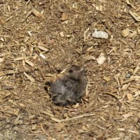 <p>A rodent is visible outside the Pelham Manor Shopping Center.</p>