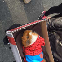 <p>A guinea pig dressed up as Spider-Man at the pet parade in Ossining.</p>