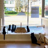 <p>All the Single Kitties officially opened in Middlesex County with a ribbon cutting on Thursday, Nov. 17.</p>