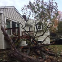 <p>A large tree came crashing down on Oakwood Court in Norwalk as a result of the storm that hit the city on Sunday</p>