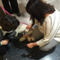 <p>Therapy dogs are helping students manage stress during midterms.</p>