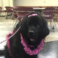 <p>Therapy dogs are helping students manage stress during midterms.</p>