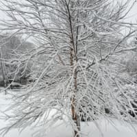 <p>Snow blanketed the landscape in Greenwich Friday morning, giving trees and lawns a wintery coat.</p>