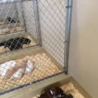<p>Just Pups dogs sleep at the now-closed Paramus location.</p>