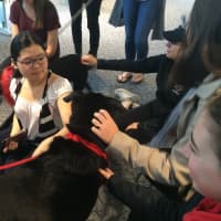 <p>Four dogs from Little Black Dog Rescue visited Fairfield University on Tuesday.</p>