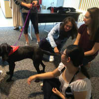 <p>Dogs provide welcome relaxation at Fairfield University on Tuesday.</p>