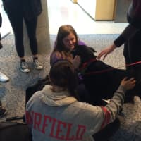 <p>Dogs from Little Black Dog Rescue help students relax before exams at Fairfield University.</p>