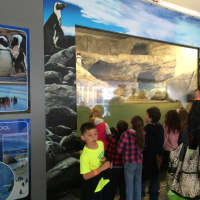 <p>Children on a field trip crowd around the new penguin exhibit at Beardsley Zoo in Bridgeport.</p>