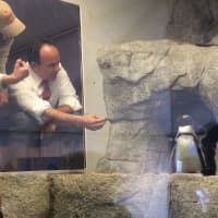 <p>Bridgeport Mayor Joe Ganim gets up close and personal with the denizens of the new penguin exhibit at the Beardsley Zoo.</p>
